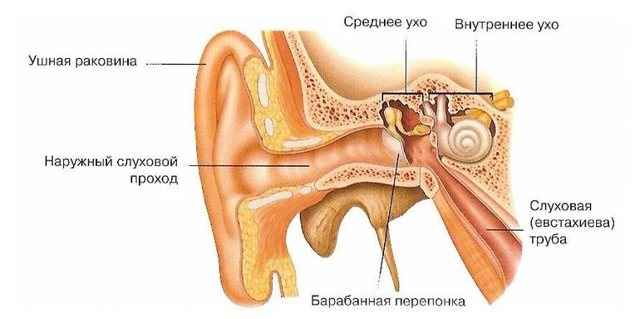 0168d1c1946eec39404ef65e58a11ef8 1 - Ухо человека и его строение: фото и схемы среднего уха, ушной раковины и других его частей