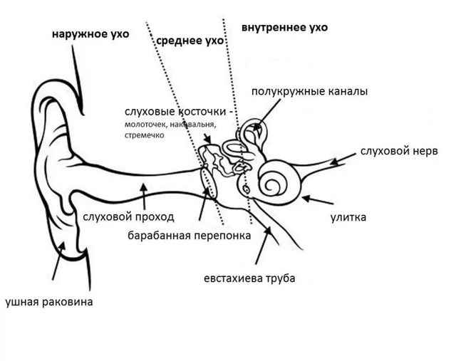 043c800f5c35fef94a2e0674d0ab8655 1 - Ухо человека и его строение: фото и схемы среднего уха, ушной раковины и других его частей