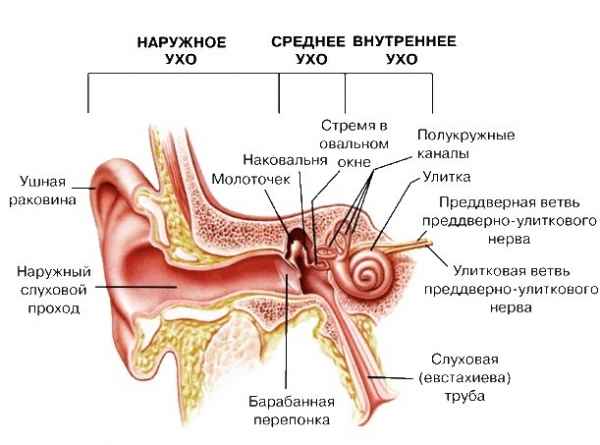16619fbcffe09da5d3f64c34dc00f751 1 - Ухо человека и его строение: фото и схемы среднего уха, ушной раковины и других его частей