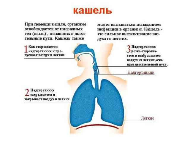 18c78adac472c674f85fb50dbcc973aa 1 - Острый синусит – инфекционное заболевание околоносовых воздушных полостей — пазух носа