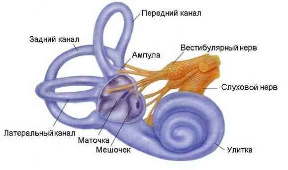 1fe4b19498be8ed5ab07bed5d72147dd 1 - Ухо человека и его строение: фото и схемы среднего уха, ушной раковины и других его частей