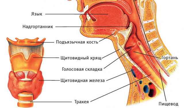 2704e014fe05965e9a0fe1642c7236ae 1 - Анатомия гортани человека; мышцы и хрящи, образующие орган