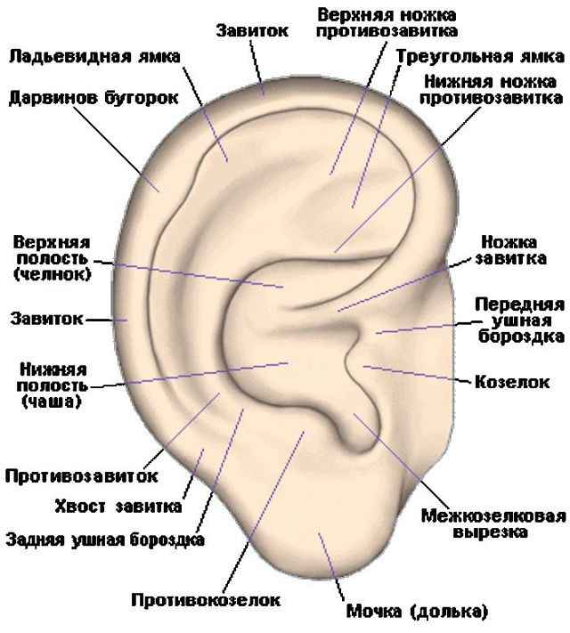 46b29da2867a40de82e7a4682b85ad33 1 - Ухо человека и его строение: фото и схемы среднего уха, ушной раковины и других его частей