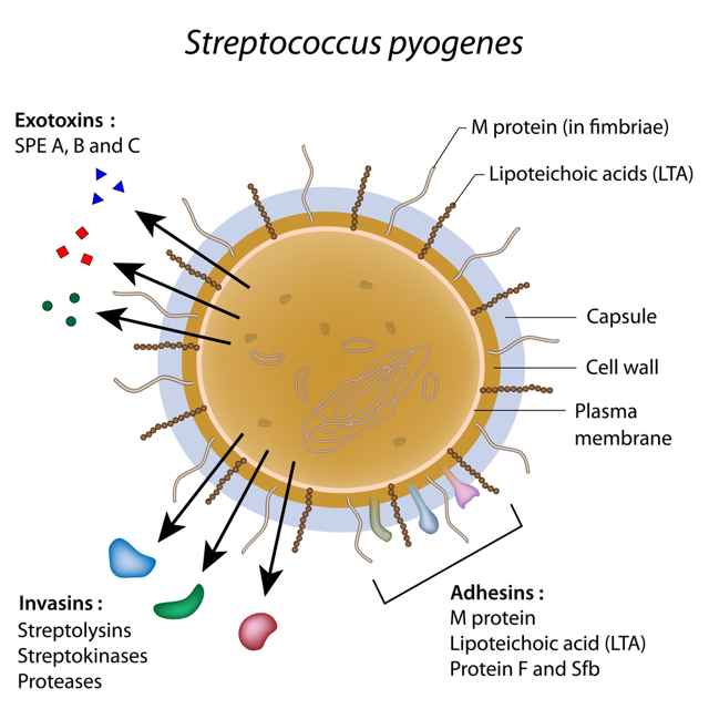 47e41957e0f96ad7d3f903c89ec6064f 1 - Что это такое streptococcus pyogenes: причины, лечение митис, оралис и пиогенес стрептококков