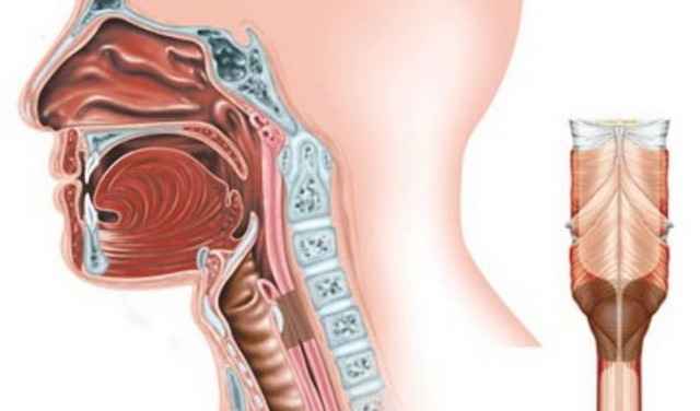 4ce59583a45534416400e13bc211e52c 1 - Анатомия гортани человека; мышцы и хрящи, образующие орган