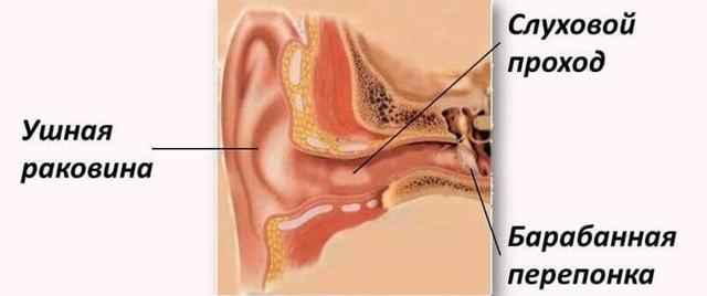 5a8646aa47fdb7cbb6c9a51a178fa97d 1 - Ухо человека и его строение: фото и схемы среднего уха, ушной раковины и других его частей