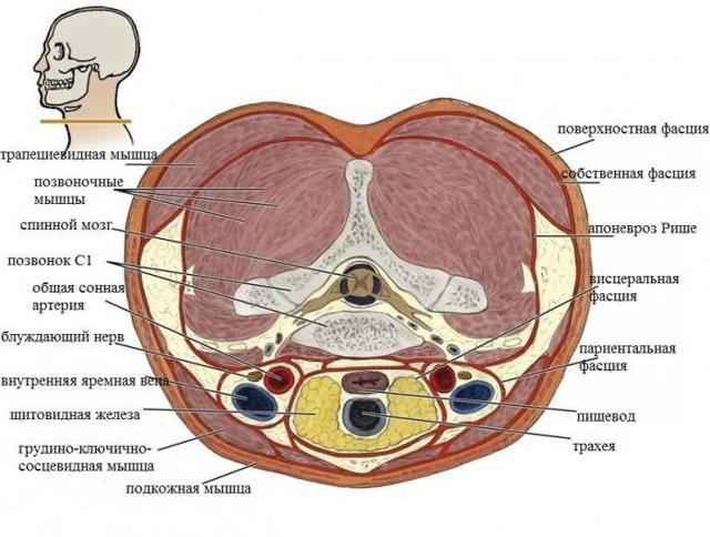 6119db9df2a52a7668278e40e6da29b3 1 - Анатомия гортани человека; мышцы и хрящи, образующие орган