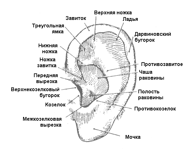 635c072f7b005d4d90c1041c6eee34bc 1 - Ухо человека и его строение: фото и схемы среднего уха, ушной раковины и других его частей