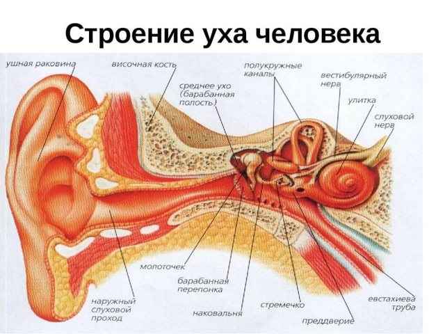 66c3e2f102c8cb71163b995b651f26a9 1 - Ухо человека и его строение: фото и схемы среднего уха, ушной раковины и других его частей