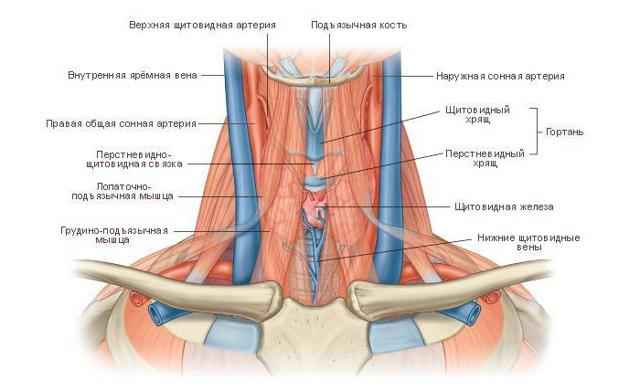 6cdf76cae938797bdd02970c44a6f069 1 - Анатомия гортани человека; мышцы и хрящи, образующие орган