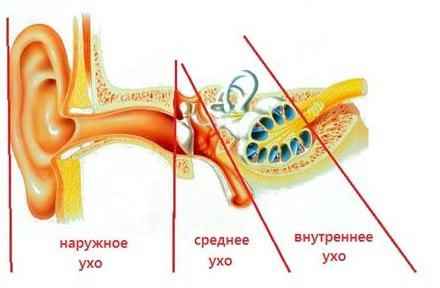 6e1390a9ce0eb822cc970f978a7c0760 1 - Ухо человека и его строение: фото и схемы среднего уха, ушной раковины и других его частей