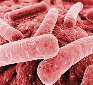 81399713246bb624e93f42aad273be1a 1 - Клебсиелла: бактерии klebsiella в органах человека, в моче, кале и дыхательных путях