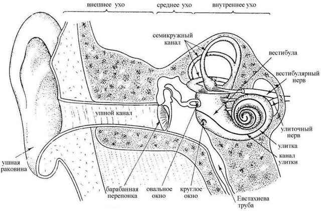 85bcd968ed4b04dcde88d1369dfa14dc 1 - Ухо человека и его строение: фото и схемы среднего уха, ушной раковины и других его частей
