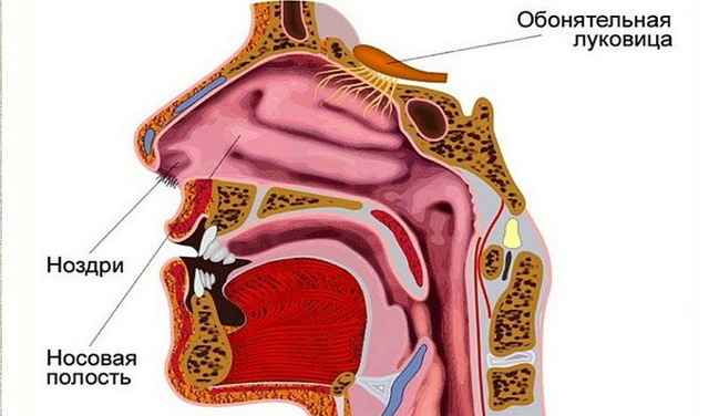 880f278ecc593bdf542f645b56c90317 1 - Анатомия гортани человека; мышцы и хрящи, образующие орган