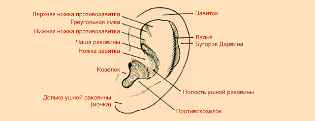 91d96915d48a5e9943326214a7739980 1 - Ухо человека и его строение: фото и схемы среднего уха, ушной раковины и других его частей