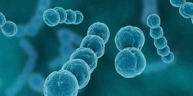 a066d11062453315e743a3599ca000ec 1 - Стрептококк вириданс: что за бактерия, какие инфекции вызывает, диагностика и лечение streptococcus viridans