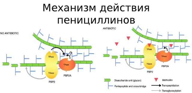 a32b34ccc5107a222a0cda2eabc50924 1 - Введение цефтриаксона внутримышечно взрослым, как правильно колоть и разводить препарат в ампулах