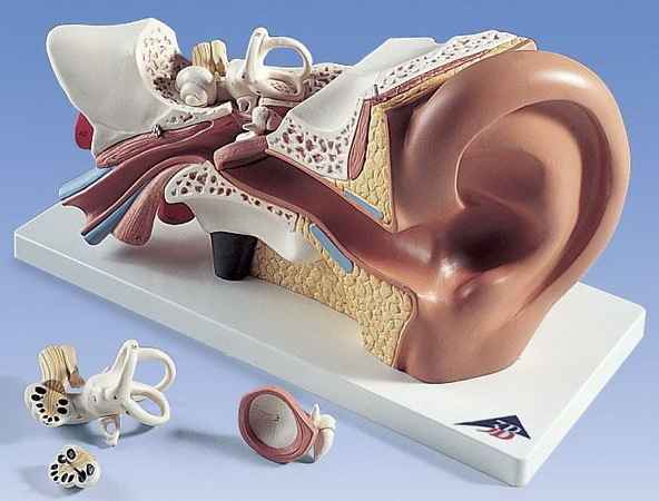 a428d1779bce82bf471554d0b159cb31 1 - Операция на ухо при хроническом гнойном отите