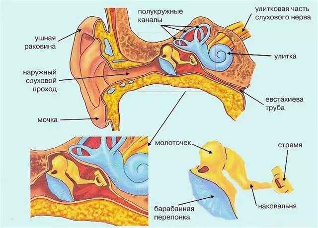 ac60cf75c1ffc93c4d0578647344cee1 1 - Ухо человека и его строение: фото и схемы среднего уха, ушной раковины и других его частей