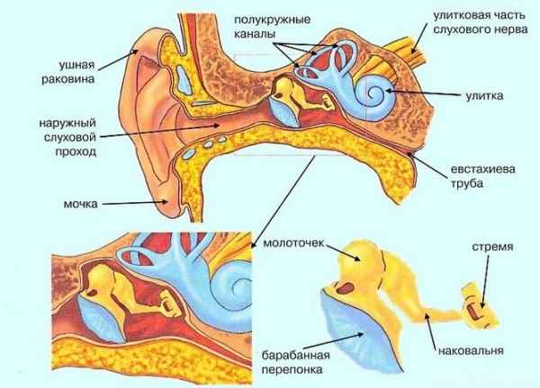 ad97d704c8a20ad06ad110988fb01b20 1 - Ухо человека и его строение: фото и схемы среднего уха, ушной раковины и других его частей
