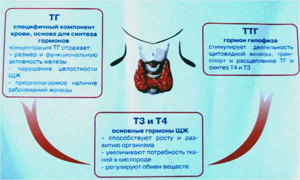 b179641d0caef0183a19e106863f344d 1 - Признаки проблем с щитовидной железой у женщин, методы лечения щитовидки и профилактика