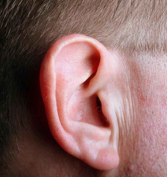 bc5efaf7f1841c1758fc910d70807ad8 1 - Ухо человека и его строение: фото и схемы среднего уха, ушной раковины и других его частей