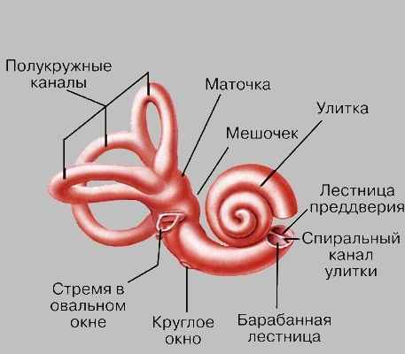 cfc00335034a830bbd0d907b974fb533 1 - Ухо человека и его строение: фото и схемы среднего уха, ушной раковины и других его частей
