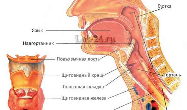 d71b4e058435f63efa6ba211ccd60258 1 - Анатомия гортани человека; мышцы и хрящи, образующие орган