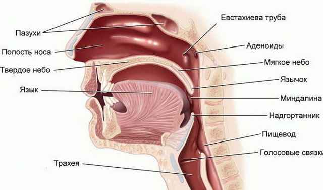 e3d0f871ff798246ea92c5b34017b3be 1 - Анатомия гортани человека; мышцы и хрящи, образующие орган