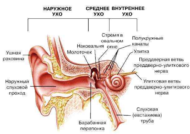 ef74501f7b8e514c02836665c40ce552 1 - Ухо человека и его строение: фото и схемы среднего уха, ушной раковины и других его частей