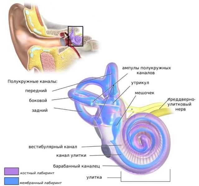 f19e93fb470250091a1adfbcbd0598da 1 - Ухо человека и его строение: фото и схемы среднего уха, ушной раковины и других его частей