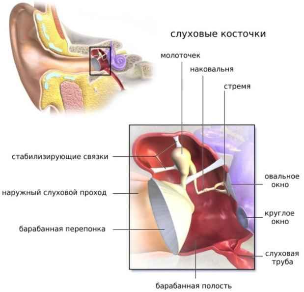 f993de7cb6e98e77e13f72c7405ba0e6 1 - Ухо человека и его строение: фото и схемы среднего уха, ушной раковины и других его частей