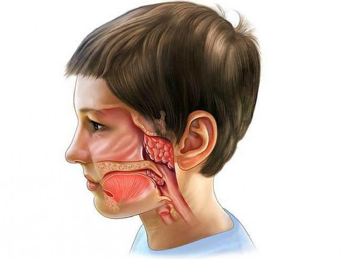 adenoiditxronicheskiysimptomidiagnostika AC600795 - Пульсирует в ухе: причины стука и пульса в органах слуха, почему бьется в ухе пульс, но не болит?