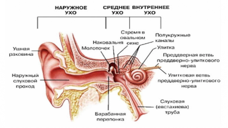 chtotakoeotituxakakviglyaditfotostadiira 35E53C91 - Отит среднего уха: симптомы и лечение, фото
