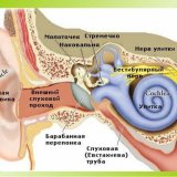 gnoynoevospalenievnutrennegouxavashdokto D120FCD1 - Воспаление внутреннего уха: основные причины и симптомы воспалительного процесса, диагностика и методы лечения