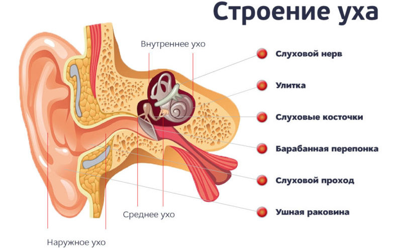 golovnayabolpriotitemozhetliboletgolova 46157894 - Головная боль при отите: причины и лечение