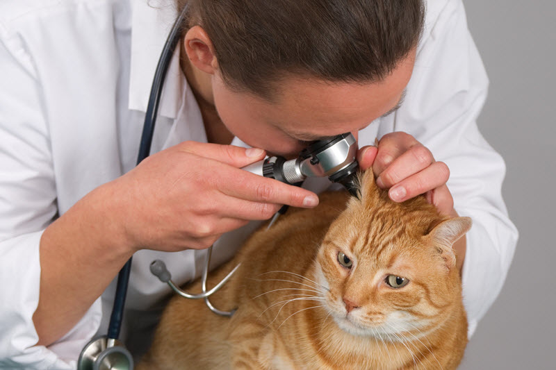 lechenieotitaukosheksimptomignoynogoigri 4E65612D - Отит у кошек: причины и симптомы