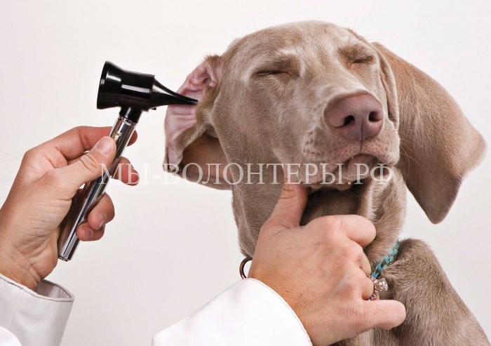 lechenieotitausobak F24A3F7C - Отит у собак — симптомы и лечение в домашних условиях