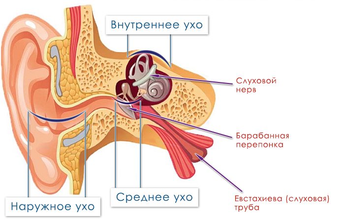 mozhnoligretuxopriotitezaiprotivtakogome F7A86989 - Ушные капли при заложенности уха: описание популярных препаратов, особенности использования