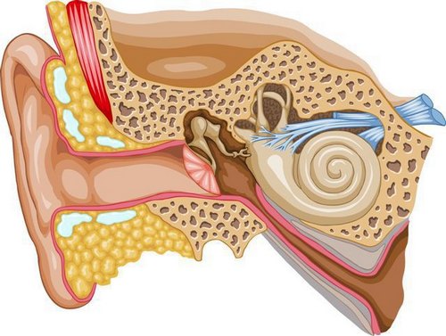 nevritsluxovogonervaprichinisimptomiilec DE6D7114 - Неврит слухового нерва: симптомы и лечение воспаления