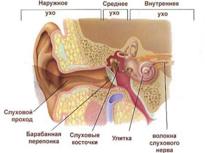 ostriysredniyotitudeteyfoto 2696117A - Гнойный отит у ребенка (40 фото): симптомы, признаки и лечение острого гнойного отита и среднего уха в домашних условиях у новорожденного