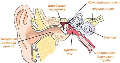 otitsrednegouxasimptomiilechenienarodnim E52B171A - Отит у взрослых: симптомы, лечение, капли для отита среднего уха