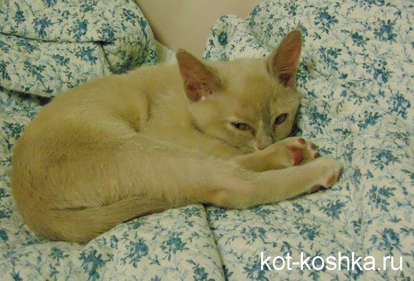 otitukoshekprichinivozniknoveniyasimptom 77A81884 - Отит у кошек: причины и симптомы
