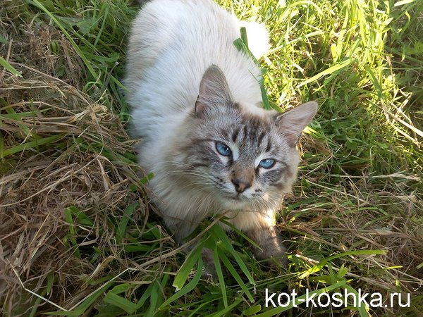 otitukoshekprichinivozniknoveniyasimptom AD0F1905 - Отит у кошек: причины и симптомы
