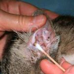 otitukoshkisimptomilecheniepochemuvoznik 2D1CC412 - Отит у кошек: причины и симптомы