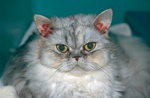 otitukoshkisimptomilecheniepochemuvoznik EFD281B0 - Отит у кошек: причины и симптомы