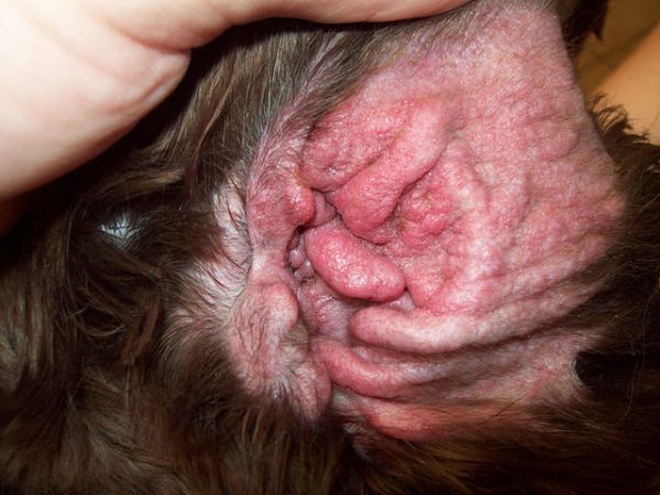 otitusobakignoyniyallergicheskiygribkovi 38DEE511 - Отит у собак: симптомы и лечение в домашних условиях