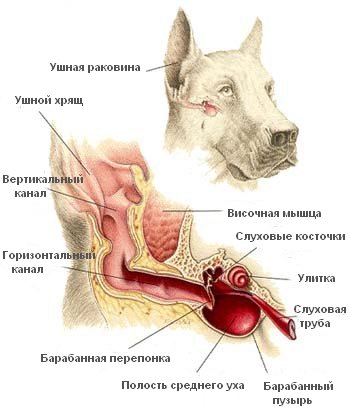 otitusobakignoyniyallergicheskiygribkovi 81E5815F - Отит у собак: симптомы и лечение в домашних условиях