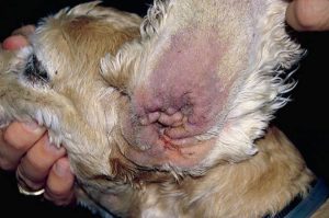 otitusobakilecheniesimptomiprichinikapli 92850240 - Отит у собак: симптомы и лечение в домашних условиях