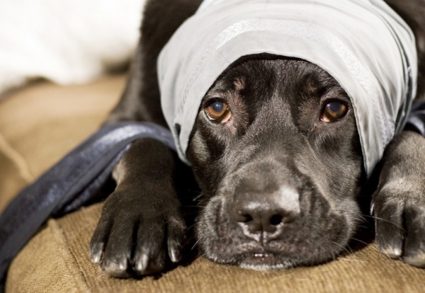 otitusobakkaklechitvospalenieuxaviborush 069309E5 - Отит у собак: симптомы и лечение в домашних условиях